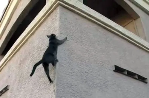 чёрный кот взбирается по каменной стене здания