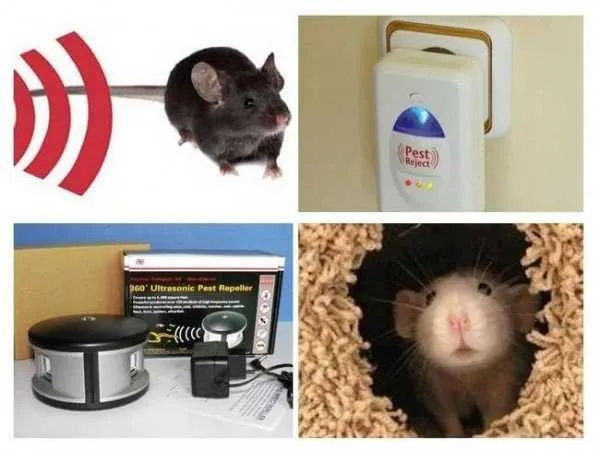5 способов поймать мышь без мышеловки