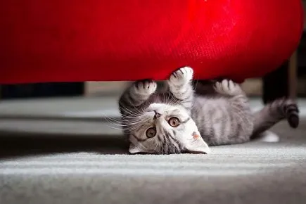 Котёнок точит когти о диван