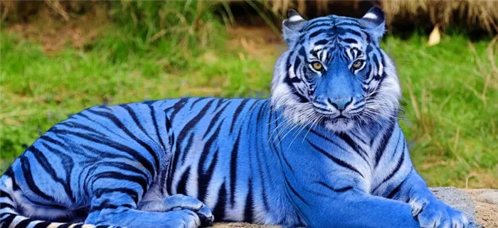 Фото синего тигра_главная