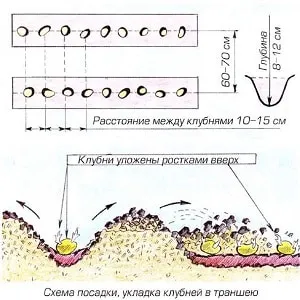 Какое расстояние делать между рядами при посадке картофеля