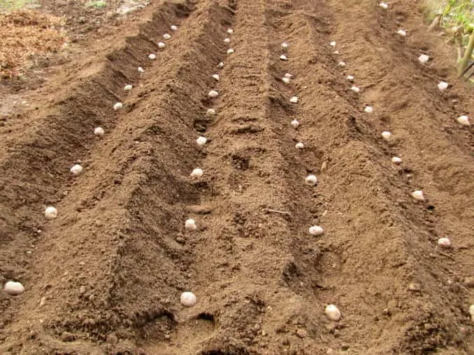расстояние посадки картофеля между рядами и кустами