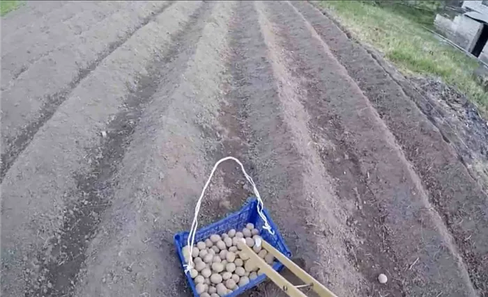 Посадка в гребни картофеля