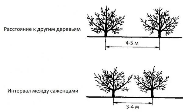 Схема посадки яблонь рядом с другими деревьями