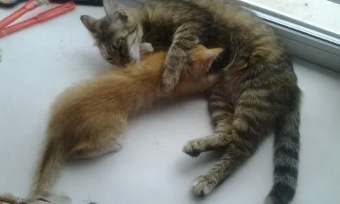 Котёнок сосёт мать