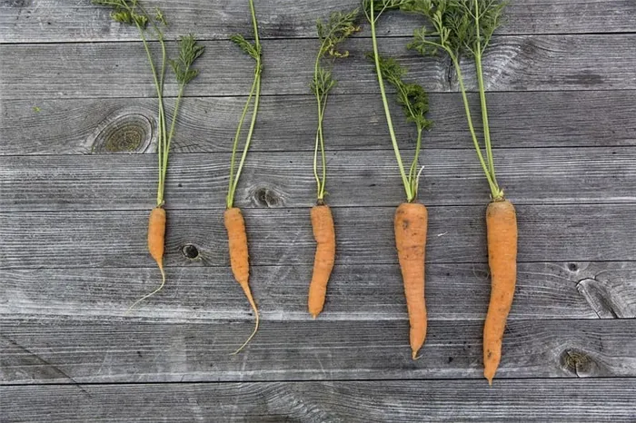 Фото морковок