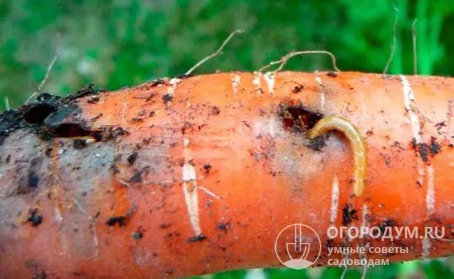 Личинки морковной мухи (на фото) – одни из самых распространенных и опасных вредителей культуры