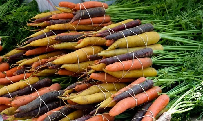 Фото сортов моркови