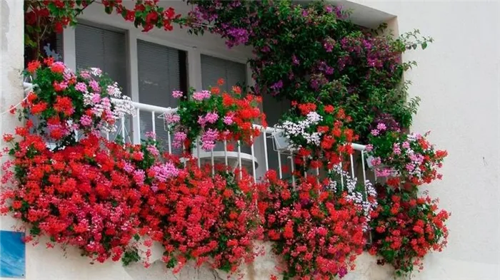 ампельные цветы на балконе