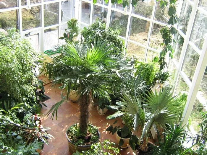 тропические растения в домашнем саду