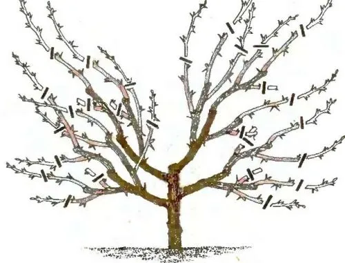 Схема обрезки кустовидной вишни в осенний период