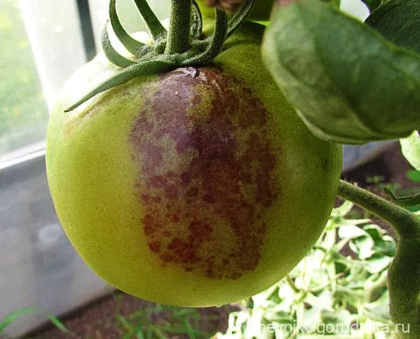 Фитофтороз на плодах томата