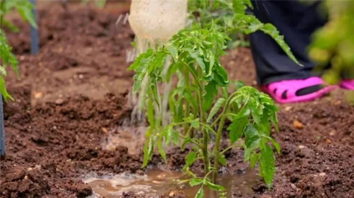 Простые правила для рекордной урожайности томатов - подкормка помидоров мочевиной: зачем нужна и как это сделать