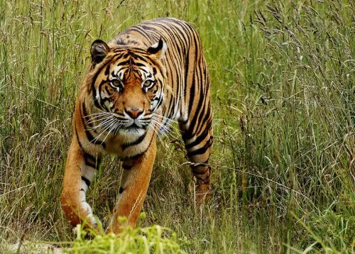 самец и самка тигра