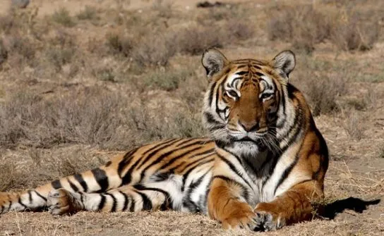 Активность тигра