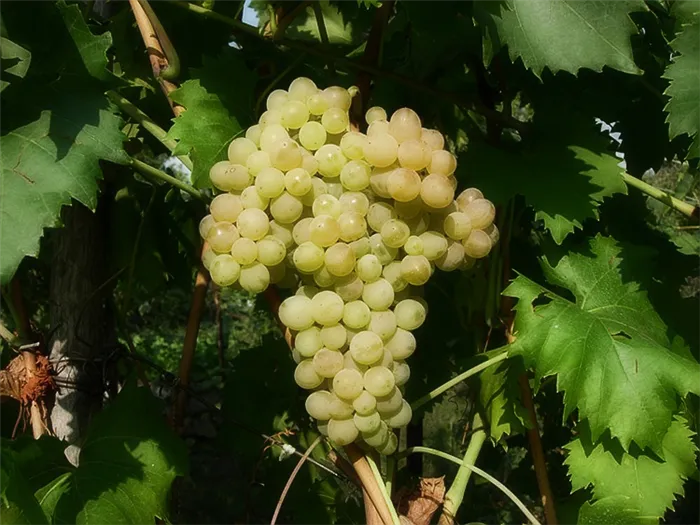 Секреты выращивания винограда на дачном участке