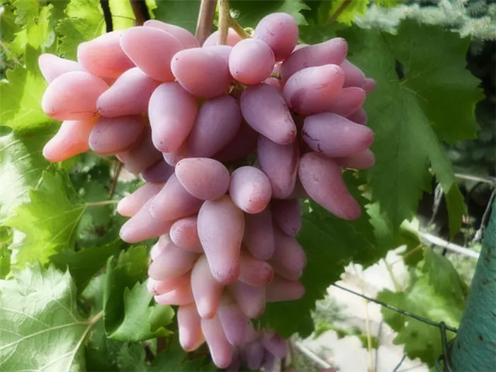 Секреты выращивания винограда на дачном участке