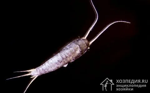 Чешуйницы – ночные насекомые. Они выходят на поиски пищи, когда темно и тихо