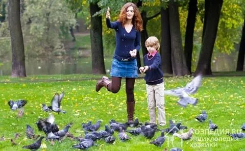 Кормить птиц лучше всего в парках, ну или хотя бы во дворе