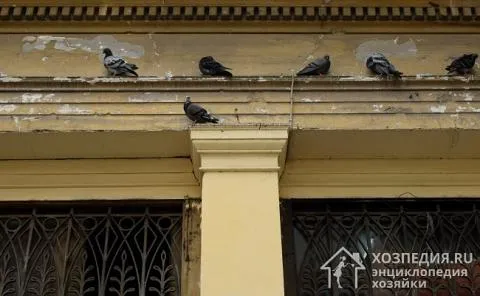 Помет голубей разрушает отделку фасадов
