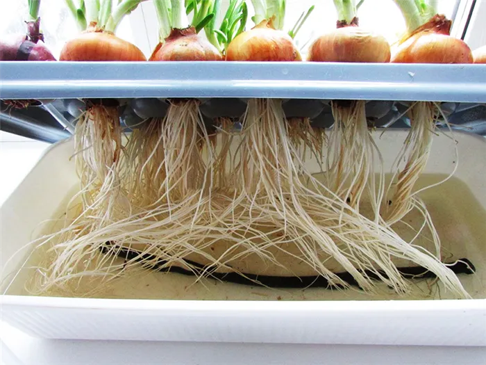 Как вырастить зелёный лук в домашних условиях: 4 доступных способа
