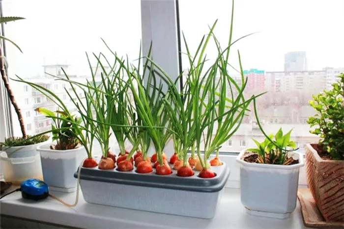 Как вырастить зелёный лук в домашних условиях: 4 доступных способа