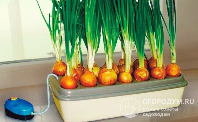 Компактная установка для получения урожая зеленых листьев репчатого лука в домашних условиях