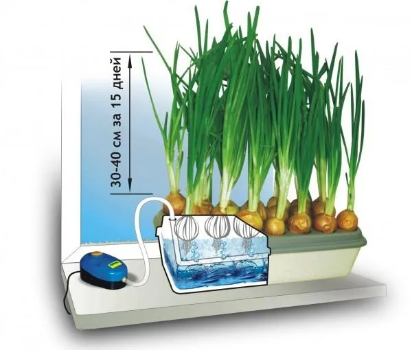 Гидропонная установка для выращивания лука. Фото с сайта landscape-project.com