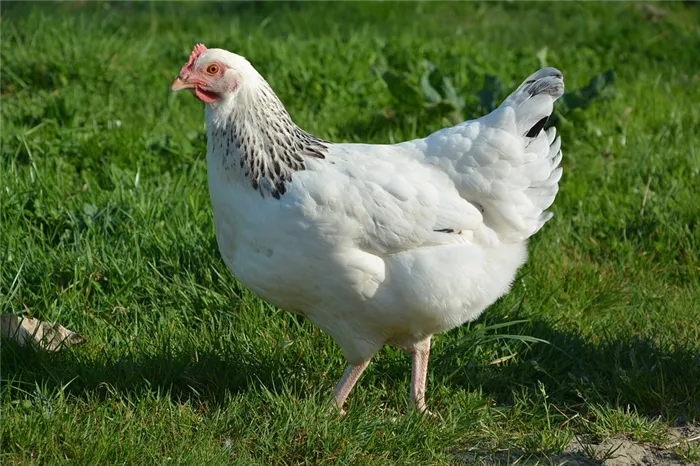 Курица – это птица или животное, и от кого она произошла