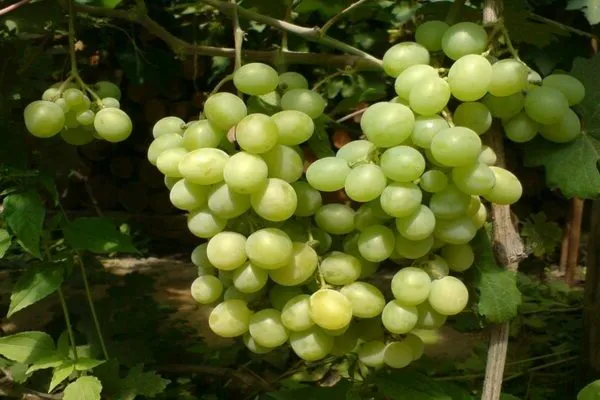 виноград Кишмиш