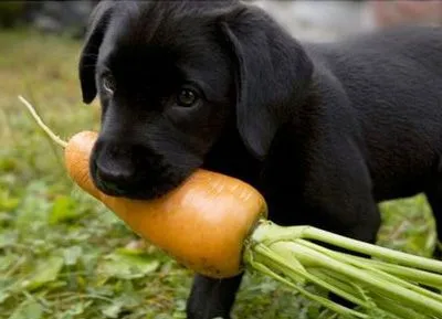 морковь можно собаке