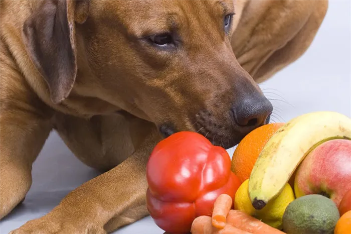 Собака и овощи