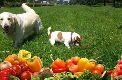 сырые овощи для собак