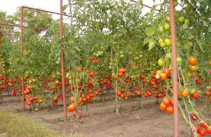 подвязанные помидоры