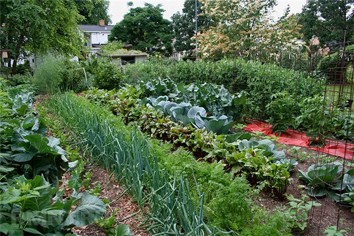 Планировка огорода — готовимся к посадке овощей на грядки