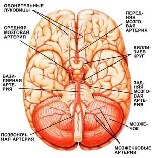 Головной мозг с кровеносными сосудами (вид снизу). Ветви магистральных сосудов головного мозга у его основания образуют замкнутый круг, названный виллизиевым. Благодаря этому при сужении или закупорке одного из сосудов кровоснабжение головного мозга полностью или частично восстанавливается. (Изображение: «Наука и жизнь»)