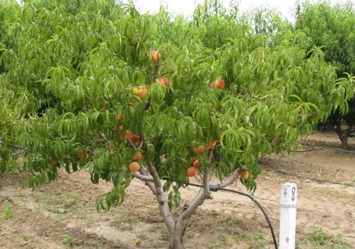 Персик на садовом участке