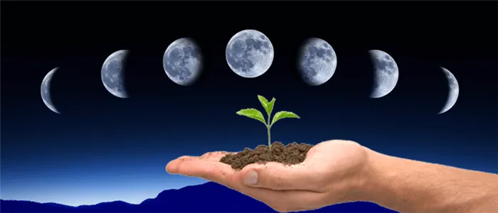 Фазы Луны и посадка растений