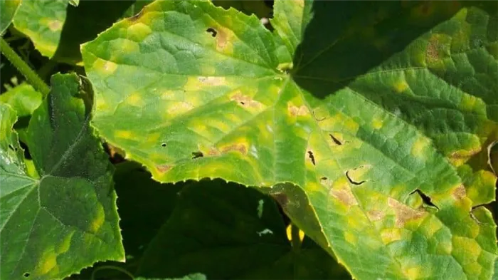 Появились желтые пятна на листьях огурцов: что делать для спасения урожая