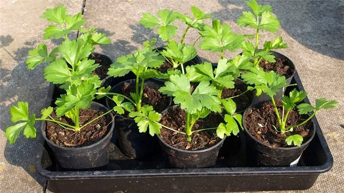 Пошаговая инструкция: как вырастить сельдерей из семян в домашних условиях на рассаду