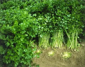 Особенности выращивания сельдерея листового