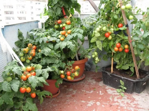 картинка помидоры на балконе