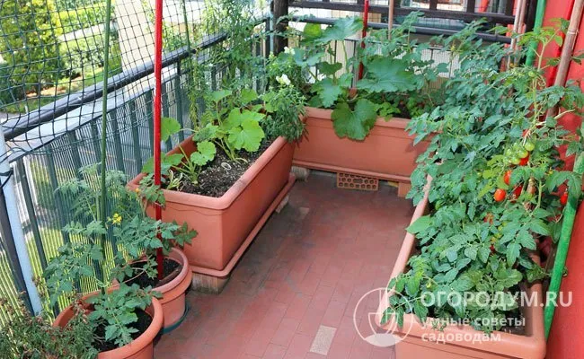 Садоводы-любители чаще всего сажают на балконных «грядках» зелень, салаты, землянику, огурцы и томаты