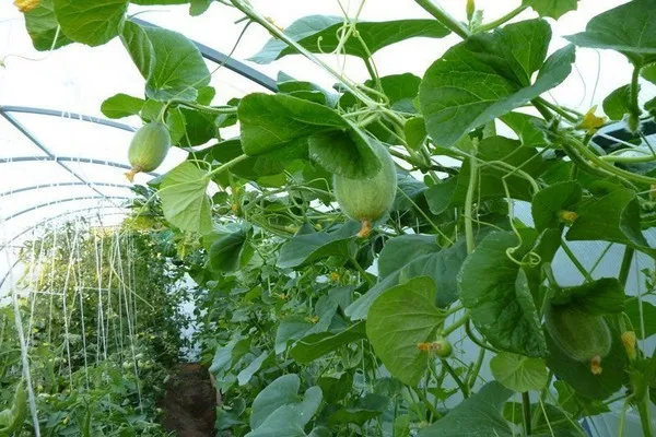 выращивание дыни +в теплице