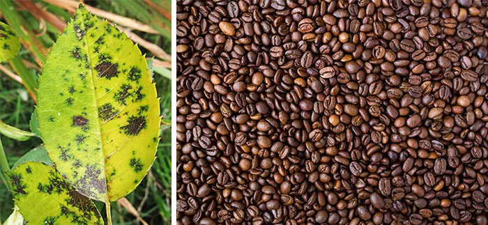 Кофе помогает от болезней растений
