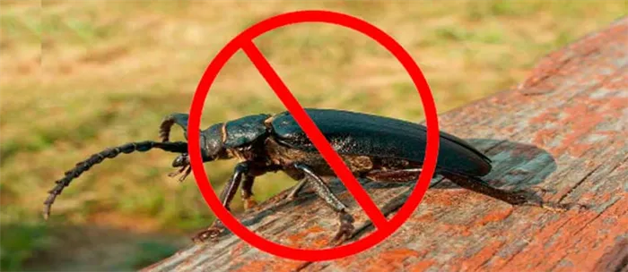 Вредят ли жуки короеды?