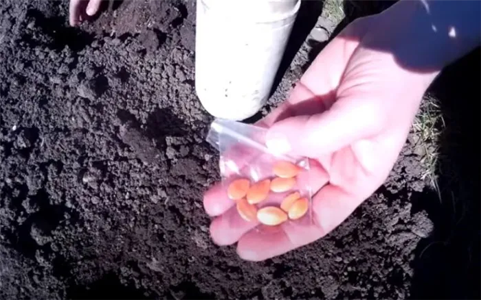 как сажать семена кабачков в открытый грунт