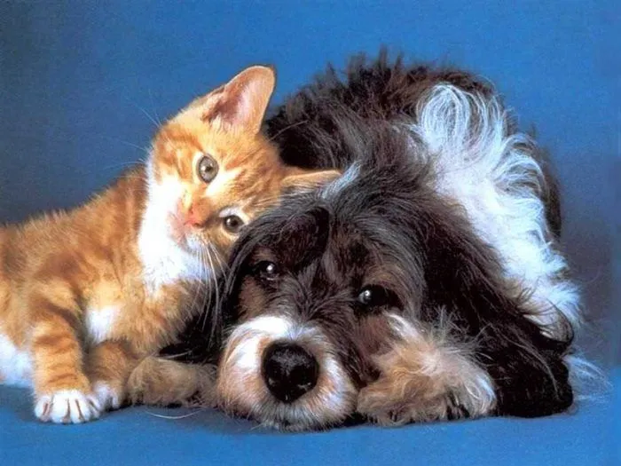 Взрослая собака и котенок