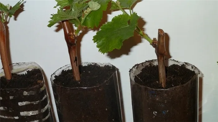 Как посадить виноград осенью черенками