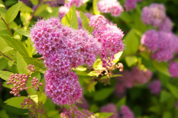 Спирея японская (Spiraea japonica)